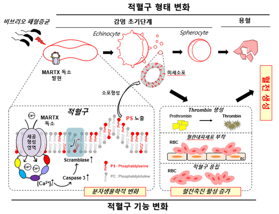 그림 : 패혈증 비브리오균의 MARTX 독소를 매개한 혈전생성 기전