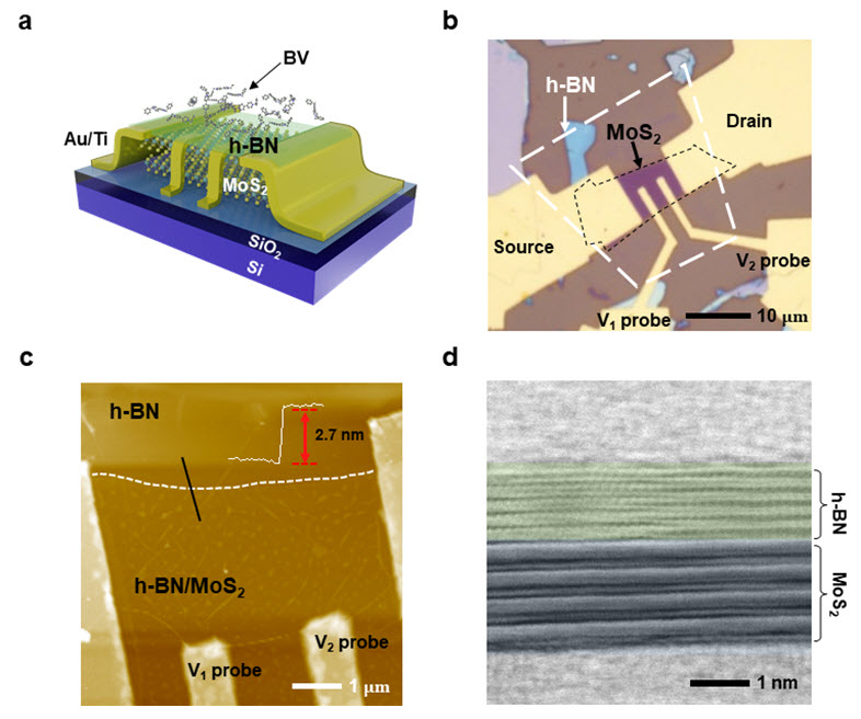 그림 1. 원격 전하 이동 도핑을 위한 h-BN/MoS<sub>2</sub> 이종접합구조 트랜지스터. a, h-BN/MoS<sub>2</sub> 이종접합구조 소자 구조 모식도. b, 도핑 전 h-BN/MoS<sub>2</sub> 이종접합구조 소자 광학 현미경 이미지. c, h-BN/MoS<sub>2</sub> 이종접합구조의 원자현미경 이미지. 소자의 두께가 약 2.7 nm 로 측정되었다. d, 주사투과전자현미경으로 분석한 소자 단면. 다섯 층의 h-BN과 네 층의 MoS<sub>2</sub>를 확인할 수 있다.