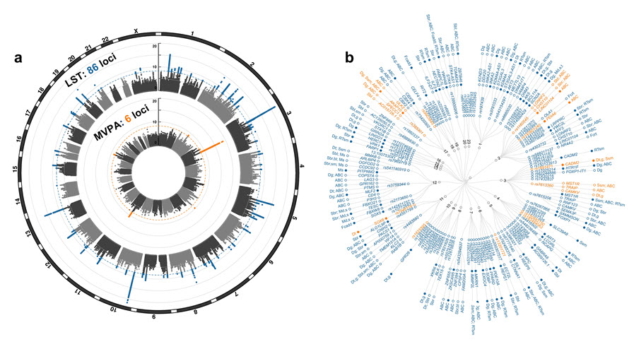 그림 1 능동적 신체활동 및 수동적 신체활동에 대한 전장유전체 상관분석연구(Genome-wide association study)의 주요 결과 및 유전자에 대한 후속 연구 결과