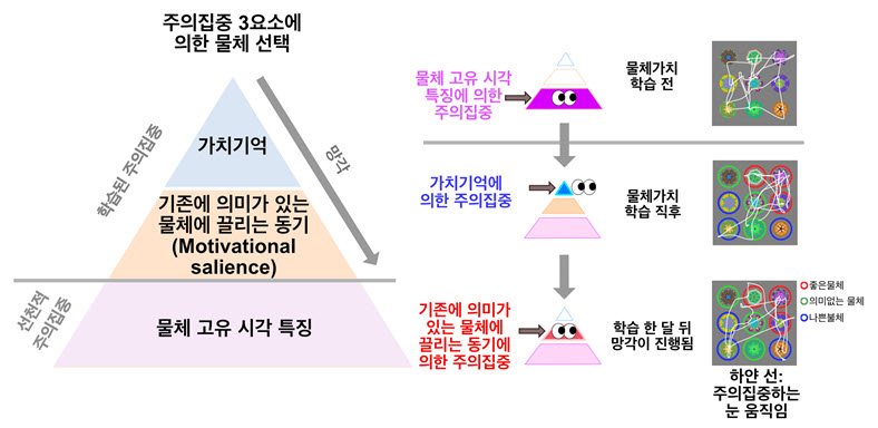 주의집중 3요소에 의한 물체선택 과정