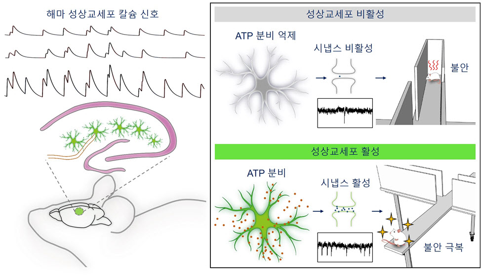 Hippocampal astrocytes modulate anxiety-like behavior