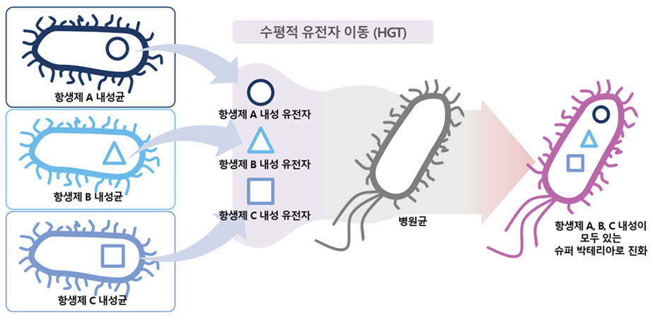 수평적 유전자 이동에 의한 박테리아의 진화 과정. 예를 들어, 항생제 A 내성균, B 내성균, C 내성균으로부터 A, B, C의 세 가지 내성 유전자를 수평적 이동으로 획득한 병원균은 항생제 A, B, C에 모두 내성이 있는 슈퍼박테리아로 진화하게 된다.