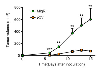 결과 그림 1: KLF4 를 발현하는 CD8 T세포와 대조군 CD8 T세포의 암 형성 억제에 대한 작용 비교