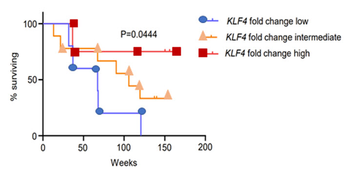 결과 그림 2: 항 PD-1 항체 치료 암환자 중 KLF4의 발현 유도가 높은 환자가 생존율이 더 높음