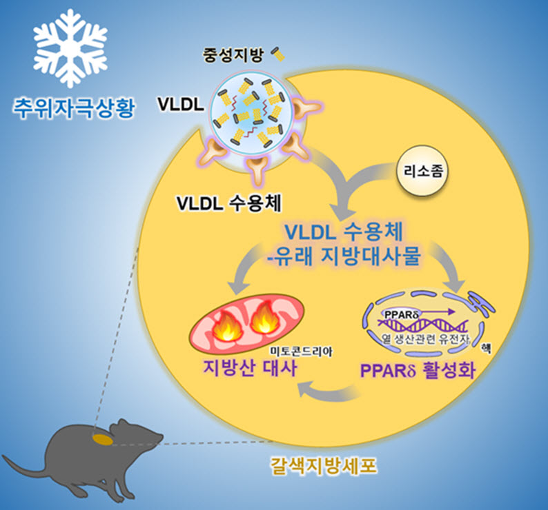그림1. VLDL 수용체에 의한 갈색지방세포 에너지대사 조절 과정