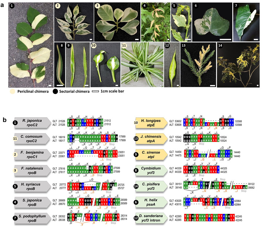 본 그림은 연구에 사용된 관상용 14 키메라 식물의 형태 (a) 와 엽록체 유전자 변이지역 (b) 을 나타낸 것이다. 해당 유전자들은 엽록체 유전자의 전사, 광합성, ATP 합성에 관여하고 있으며, 돌연변이로 인한 단백질 서열 변화로 기능이 망가졌을 것으로 추정된다.