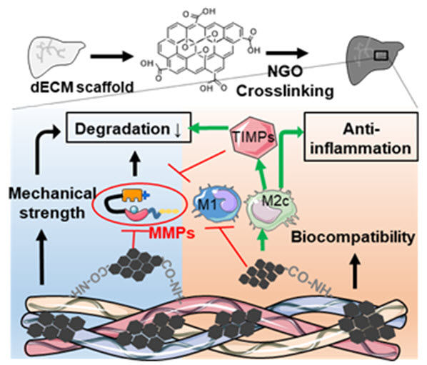 (그림1) 위 그림은 그래핀이 가교결합된 생체 스캐폴드의 특성을 보여준다. 그래핀이 세포외기질과 펩타이드 결합 (-CO-NH-)을 통해 반응하며, 반응 후에는 물성이 강화되고 MMP 효소와 직접적으로 상호작용하여 그 활성을 억제하므로 이식 후 생분해 반응이 억제됨을 알 수 있다. 또한 M2c 대식세포로의 분극화를 촉진함으로서 MMP를 억제하는 TIMP의 분비를 촉진하여 생분해 반응을 억제함과 동시에 항염증 효과가 있음을 보여주고 있다.
