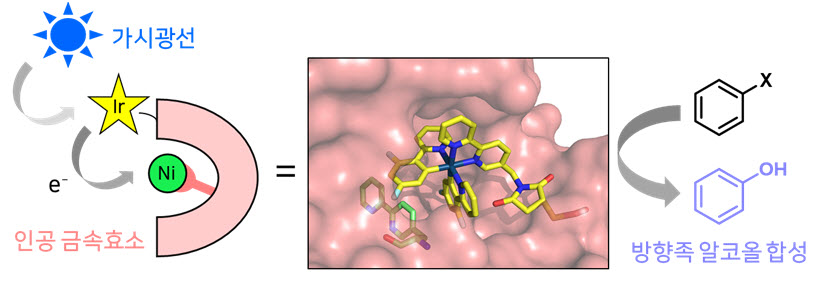 빛을 이용해 방향족 알코올을 합성하는 효소 개발