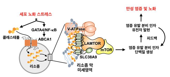 리소좀 특이적 콜레스테롤 축적에 의한 새로운 노화 조절 기전