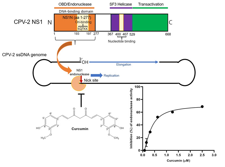 커큐민이 개파보바이러스 NS1 엔도누클리아제의 알로스테릭 자리에 결합을 하여 효소의 활성을 저해함으로서 바이러스의 복제가 진행되지 않도록 함.