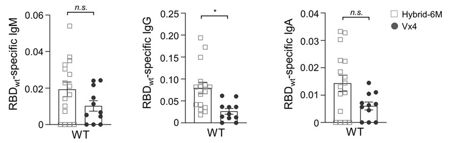 SARS-CoV-2 야생형(wt) 및 오미크론 하위 변이 BA.4/5에 대한 기억 B 세포 반응.