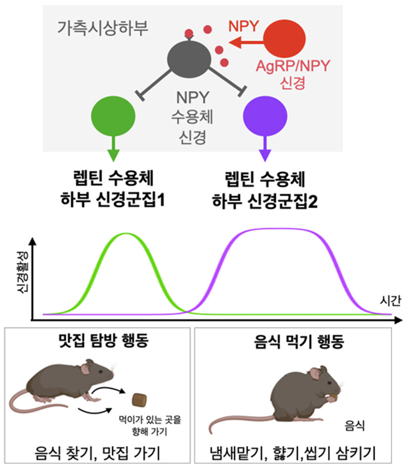 2개의 다른 렙틴 수용체 하부 신경군집이 각각 맛집 탐방 행동과 음식 먹기 행동을 유발함. 배고픔(AgRP/NPY) 신경의 NPY단백질이 NPY 수용체 신경을 통해 렙틴 수용체 신경을 조절함.