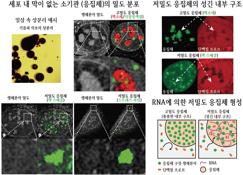 그림 1. 세포 내 저밀도 응집체의 발견 및 구조적 특성 규명