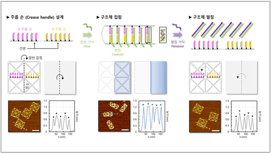 (그림 2) 디엔에이(DNA) 와이어프레임 종이의 접힘과 펼침 방법