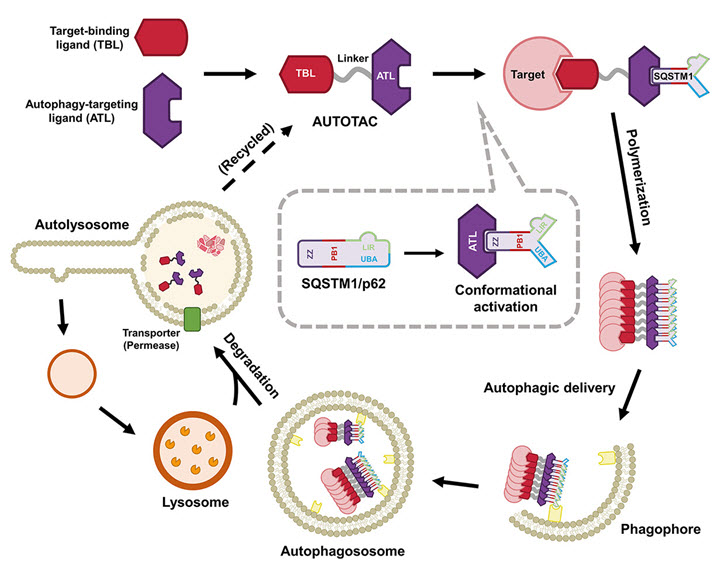그림 1. AUTOTAC 플랫폼의 모식도  이 실제 세포내에서 어떻게 타겟 단백질을 분해시키는지 보여주는 모식도. 오토텍은 target-binding ligand 와 autophay-targeting ligand 로 구성된 bifunctional 한 약물이다. 표적 단백질과 오토파지에 중요한 역할을 하는 리셉터 단백질인 p62 에 동시에 결합하여 표적 단백질의 격리 및 리소솜에 의한 분해를 유도한다. 출처: Ji et al. Nat. Commun. 2022:13(904); Ji et al. Autophagy. 2022:18(9). 
