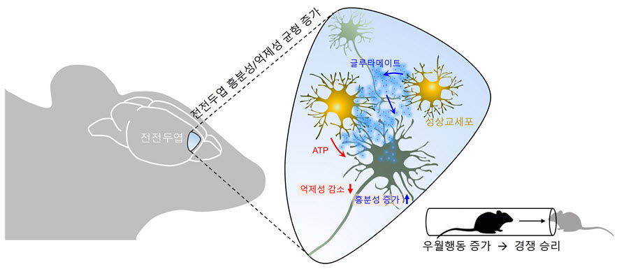 네이처 뉴로사이언스에 게재된 연구 모식도