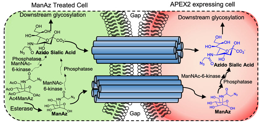 그림 3. Gen-Click 반응을 통해 관찰한 세포간극연접 (gap junction) 채널 단백질을 통한 아자이드-당분자 (ManAz) 및 전환 당분자의 세포간 이동경로의 모식도