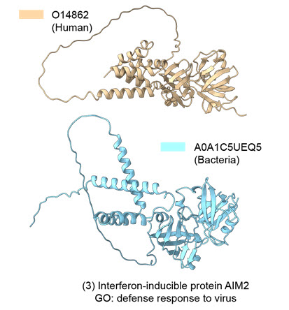 인간 면역 관련 단백질 (O14862)와 유사한 구조의 박테리아 단백질 (A0A1C5UEQ5)