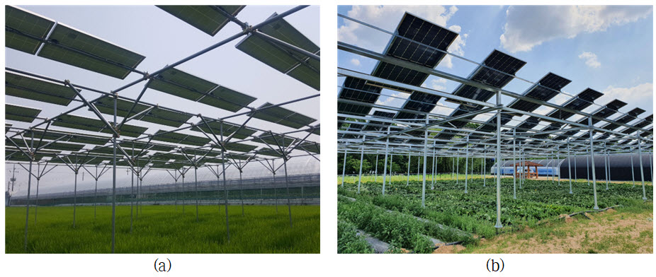 Fig. 1. Agrivoltaic systems installed in (a) rice paddy and (b) cabbage fields in South Korea