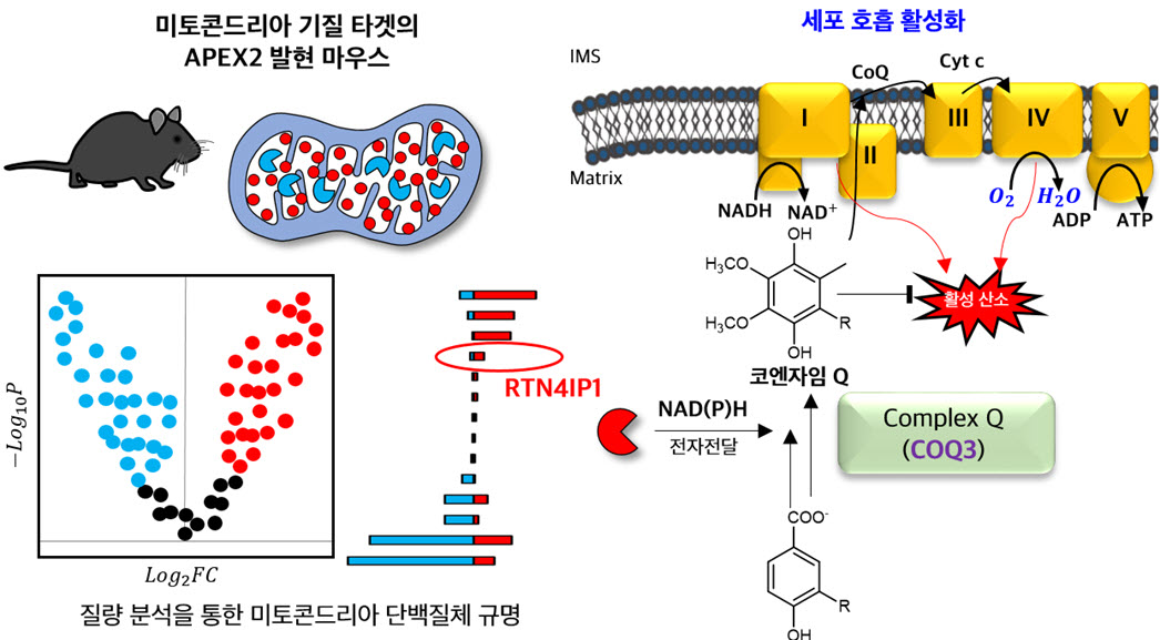 Graphical Abstract. 근접분자 표지기술을 활용한 마우스 미토콘드리아 기질 단백질체 분석 수행 및 이를 통해 발견한 RTN4IP1 단백질의 코엔자임 Q 생합성 참여 메커니즘과 코엔자임 Q의 역할을 표현.