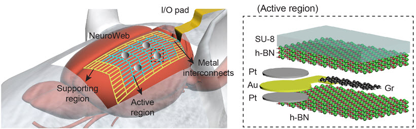 (그림 1) 거미줄 탐침의 모식도 : 거미줄 탐침이 살아있는 쥐의 뇌 표면에 붙어있는 모식도 (왼쪽)와 거미줄 탐침의 전극 부분 구조도 (오른쪽). 백금 기록 전극이 그래핀에 붙어있고, 그래핀은 상단 및 하단 육각형 질화 붕소 절연층으로 감싸져 있는 구조이다.