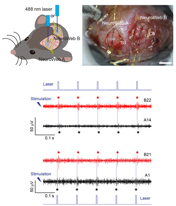 (그림 3) 광유전학 실험 : 유전자 변형된 쥐의 체성 감각 피질과 소뇌에 각각 거미줄 탐침을 붙이고 (위쪽 그림 및 사진) 빛을 사용하여 뉴런을 자극한 후 응답 신호를 측정한 실험 결과 (아래쪽 데이터). 체성 감각 피질에서 소뇌로의 뉴런 전달 시간이 반대 경로보다 약 0.45 ms 더 길다는 것을 확인했다.