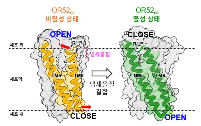 후각수용체의 극저온 전자현미경 구조 규명