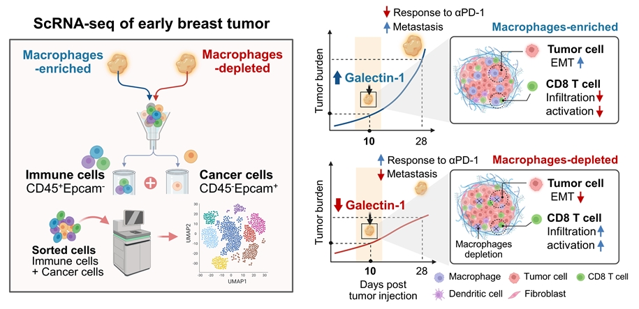 초기 종양 성장에 관여하는 마크로파지의 역할을 규명하기 위해 단일세포 전사체 분석을 이용하여 종양 마크로파지 유무에 따른 종양 미세환경 내 암세포와 면역세포에 대한 전반적인 분석을 진행함. 분석 결과 종양 내 마크로파지가 없는 경우에 암세포의 전이 능력이 감소하는 것을 확인하였으며 종양 내 면역 활성화에 중요한 CD8 T세포가 증가함. 이는 마크로파지가 종양 진행 초기 단계부터 암세포의 전이 및 면역억제 환경에 중요한 역할을 한다는 것을 시사함. 