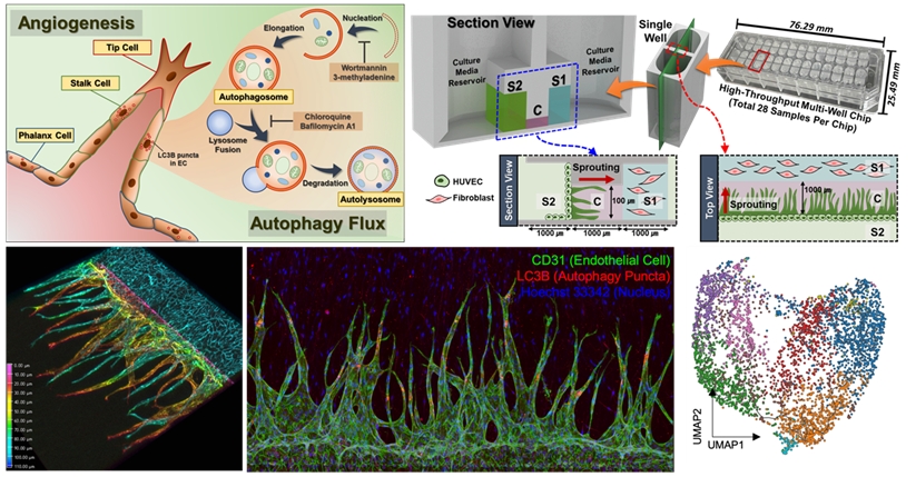 3 차원 혈관 신생 올간칩에서의 오토파지 관찰 및 단일세포 RNA 시퀀싱을 통한 오토파지 인자 규명
