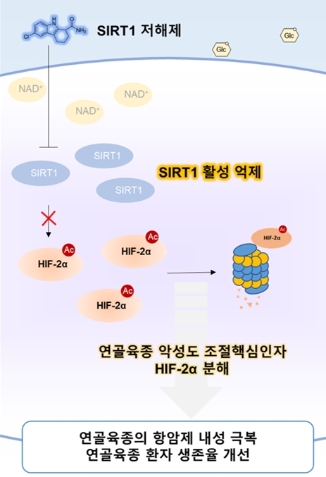 연골육종의 항암제 내성 극복 연골육종 환자 생존율 개선