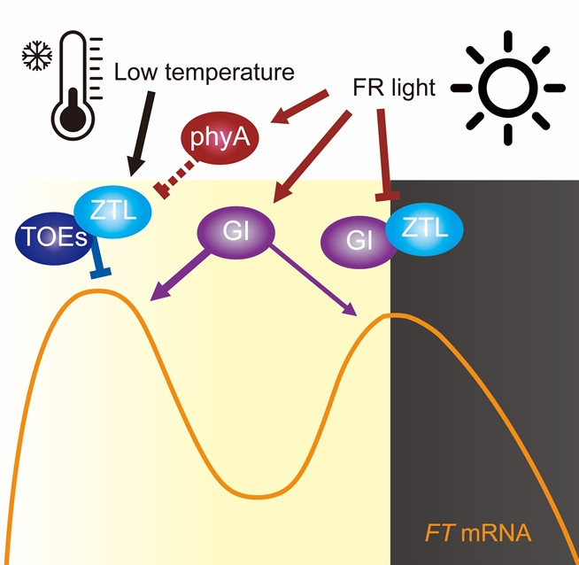 낮은 온도에 의한 억제와 원적색광에 의한 유도가 오전 중 FLOWERING LOCUST T 발현 수준을 결정하는 메커니즘