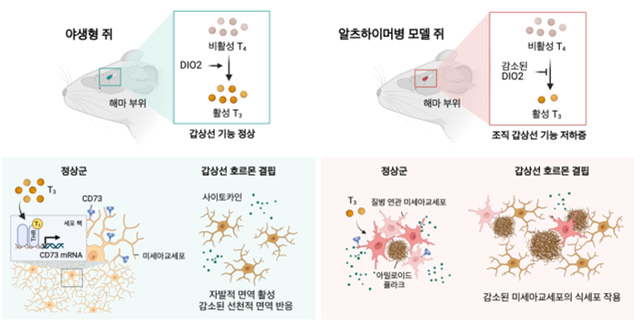 그림. 알츠하이머성 치매 쥐의 뇌에서 병변에 의한 갑상선 호르몬 대사 장애로 인하여 갑상선 호르몬 저하가 일어난다. 알츠하이머성 치매 쥐에서 갑상선 호르몬 결핍은 미세아교세포의 식세포 작용을 감소시켜 베타아밀로이드와 인산화된 타우의 축적과 인지적 행동 장애를 악화시킨다.