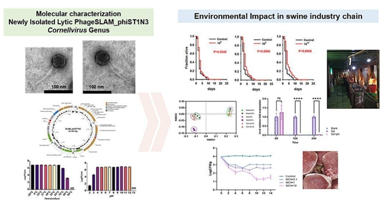 양돈 산업에서의 다제내성 살모넬라균 제어를 위한 Cornellvirus 속 신생 박테리오파지 SLAM_phiST1N3의 분자유전학적 특성 규명