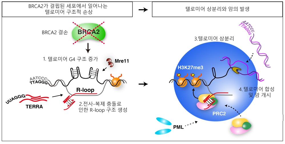 대안적 텔로미어 유지 기전 암의 발생 메커니즘 규명