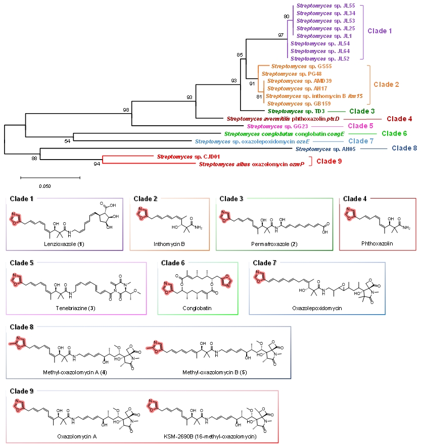 그림 2. 옥사졸을 생합성하는 사이클화 효소들의 계통분류학적 분석