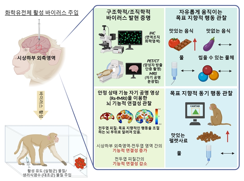 국내 연구진이 식욕조절 원리 발견, 비만 조절 유전자 치료기술 가능성 확인