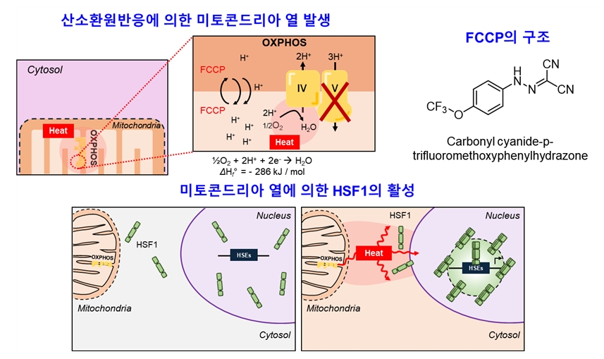 그림 1. 미토콘드리아 짝풀림제인 FCCP에 의해 발생한 열이 세포핵 안에서 HSF1을 활성화하는 모식도.