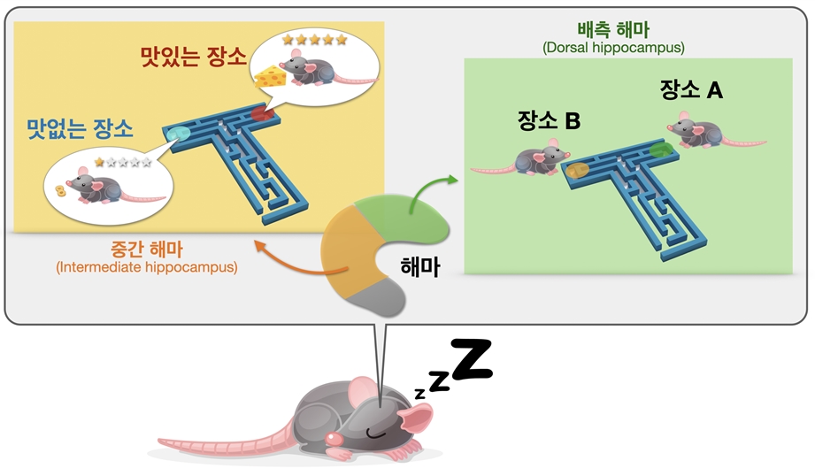 맛집 기억을 재생하는 뇌 속 해마의 정보처리 비밀을 밝히다