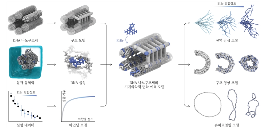 그림 1. DNA 나노구조체의 기계화학적 변화를 예측하는 예측 기술의 개념도