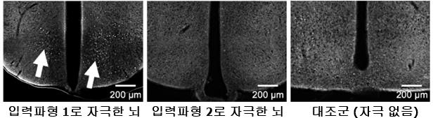 ▲ (자료3) 입력파형별 뇌 뉴런의 활성화 정도