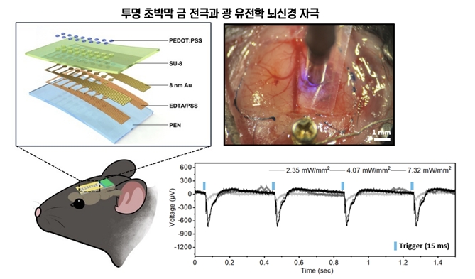 투명 금 전극의 뇌 전기 신호 측정과 광유전학 신경 자극 동시 수행 결과