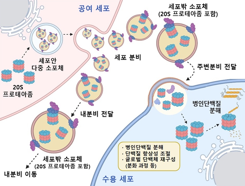 세포밖 소포체를 통해 분비 및 이동되는 프로테아좀
