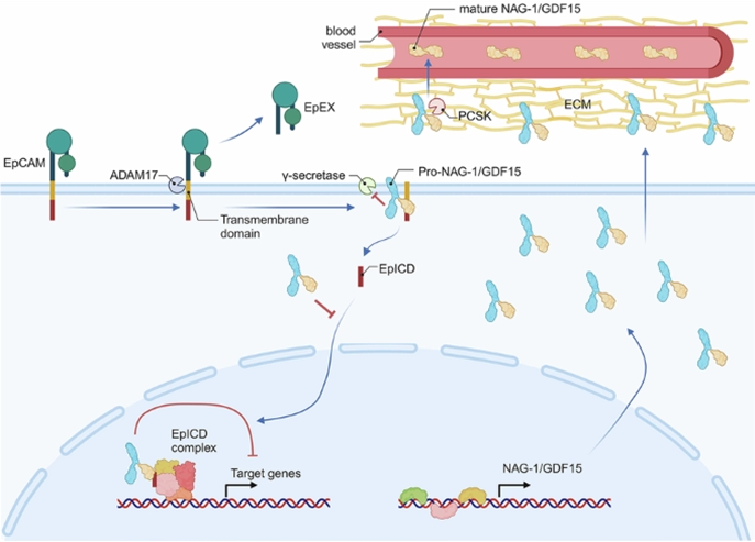 NAG-1/GDF15은 세포 내에서 전구체(pro-form) 형태로 존재하며, 암 관련 단백질인 EpCAM과 결합하여 그 활성을 억제한다. 이를 통해 β-catenin 및 NF-κB 신호 경로가 억제되며, 그 결과 대장암 세포의 증식이 감소한다. 이번 연구는 NAG-1 전구체가 세포 내에서 직접적으로 항암 기능을 수행함을 최초로 규명한 것으로, 향후 항암제 개발 및 예후 예측 바이오마커로의 활용 가능성을 제시한다.