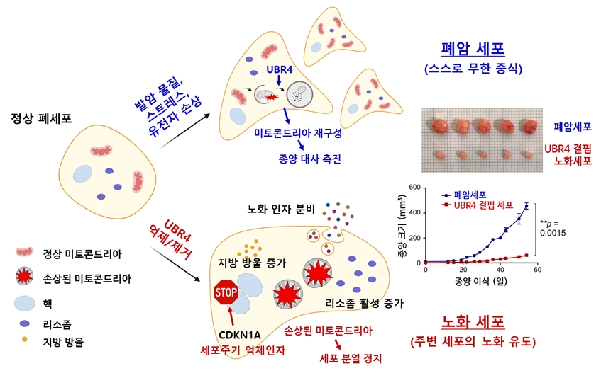 UBR4 유무에 따른 폐암세포 운명의 결정: 종양화 vs. 세포노화