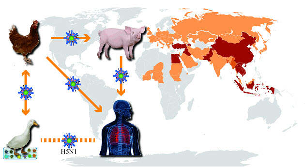 2013년 현재 조류인프루엔자 (H5N1)에 의한 인간 및 조류의 감염국 현황 및 H5N1의 감염 개요