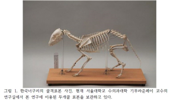 한국너구리의 골격표본 사진