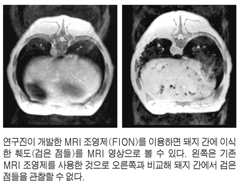 연구진이 개발한 MRI 조영제(FION)를 이용하면 돼지 간에 이식한 췌도(검은 점들)를 MRI 영상으로 볼 수 있다. 왼쪽은 기존 MRI 조영제를 사용한 것으로 오른쪽과 비교해 돼지 간에서 검은 점들을 관찰할 수 없다.
